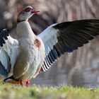 Nilgans mit großer Geste ...