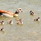 Nilgans mit ihren Jungen