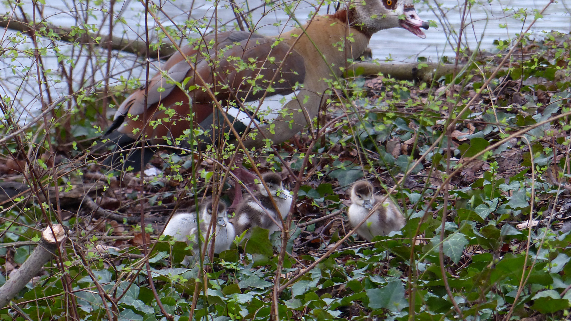 Nilgans mit junge.