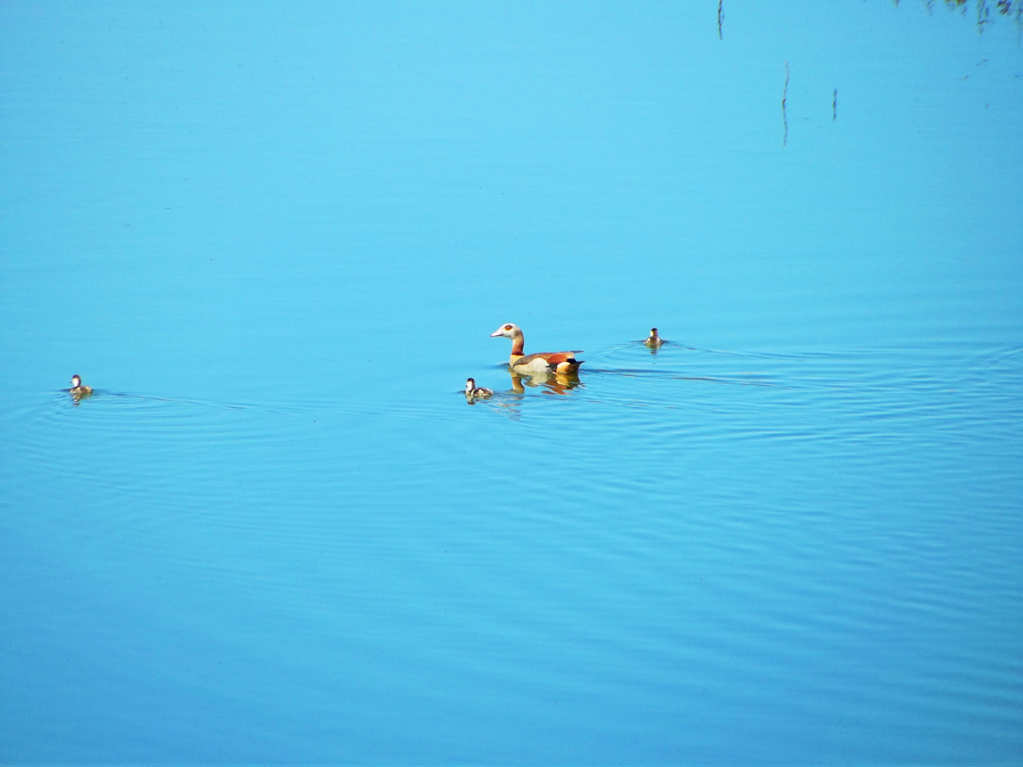 Nilgans mit Jungen