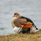 Nilgans mit Kücken