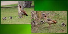 Nilgans mit Kücken