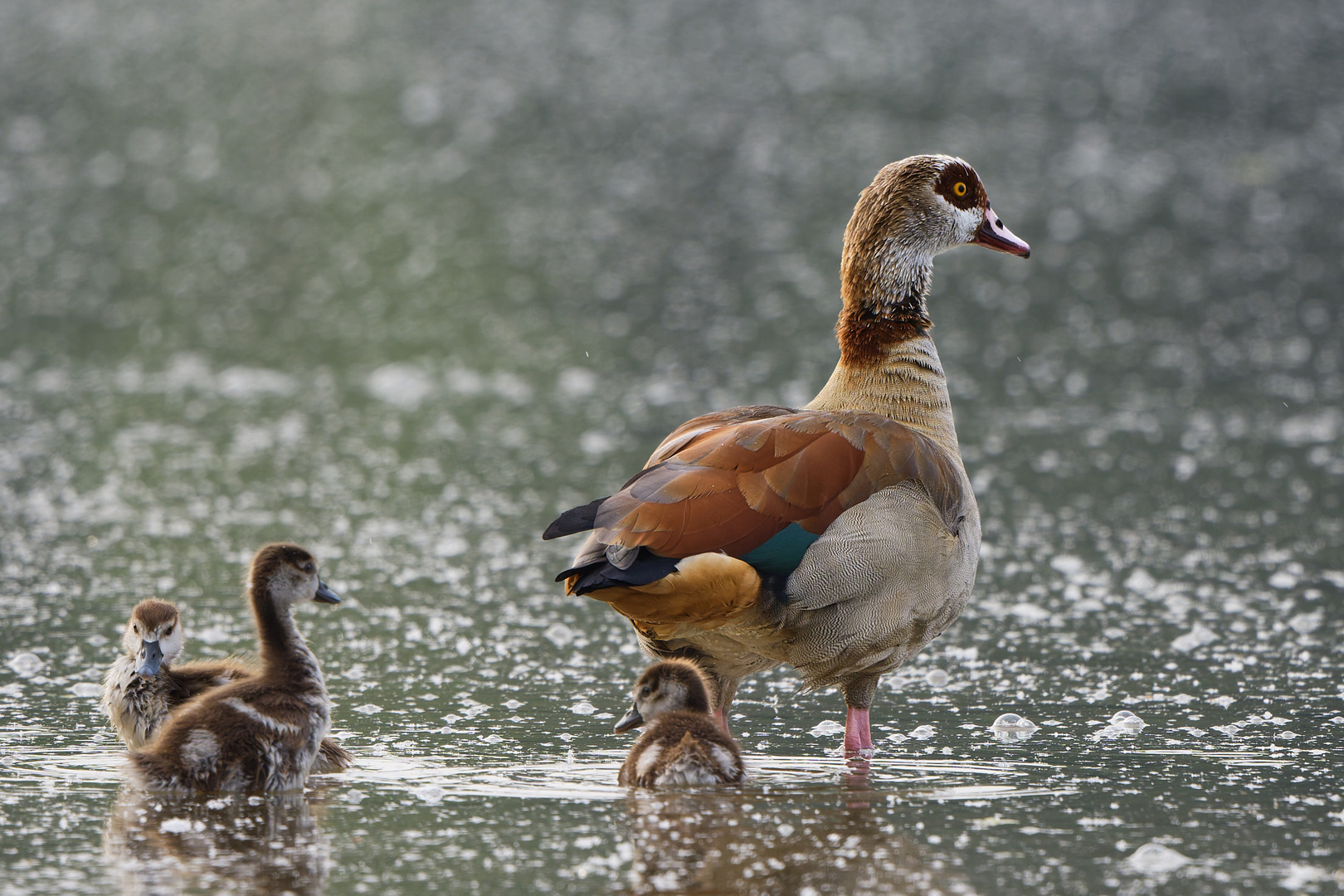 Nilgans mit Küken