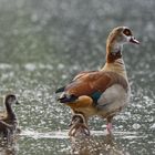 Nilgans mit Küken