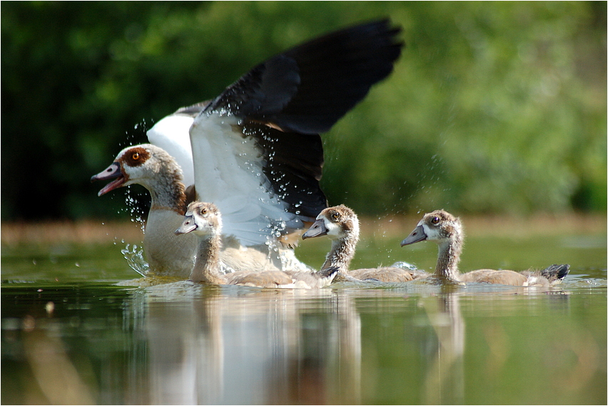 Nilgans mit Küken