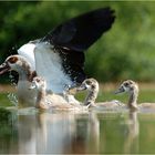 Nilgans mit Küken