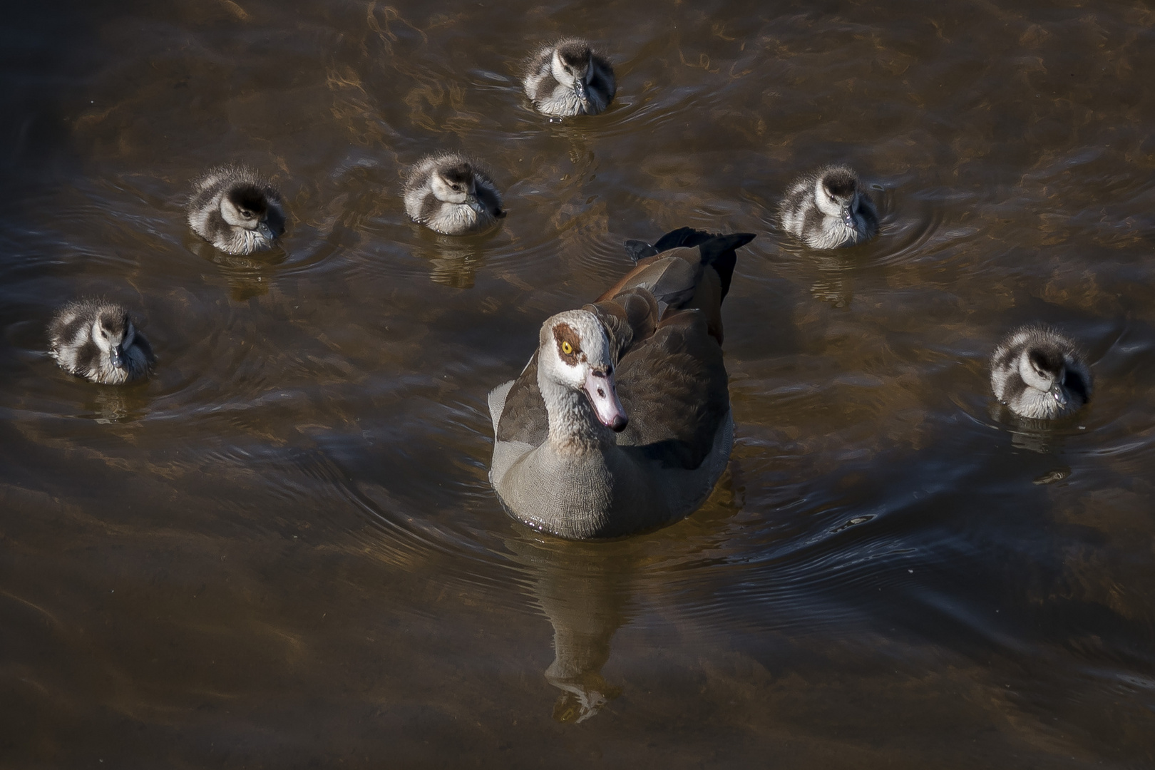 Nilgans mit Küken