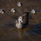 Nilgans mit Küken