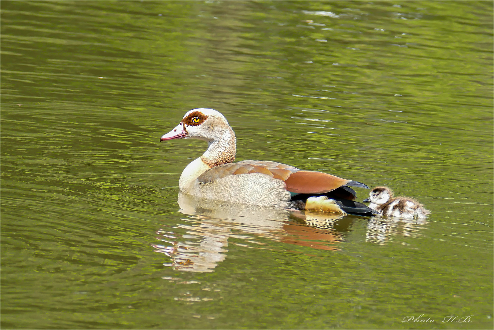 Nilgans mit Küken