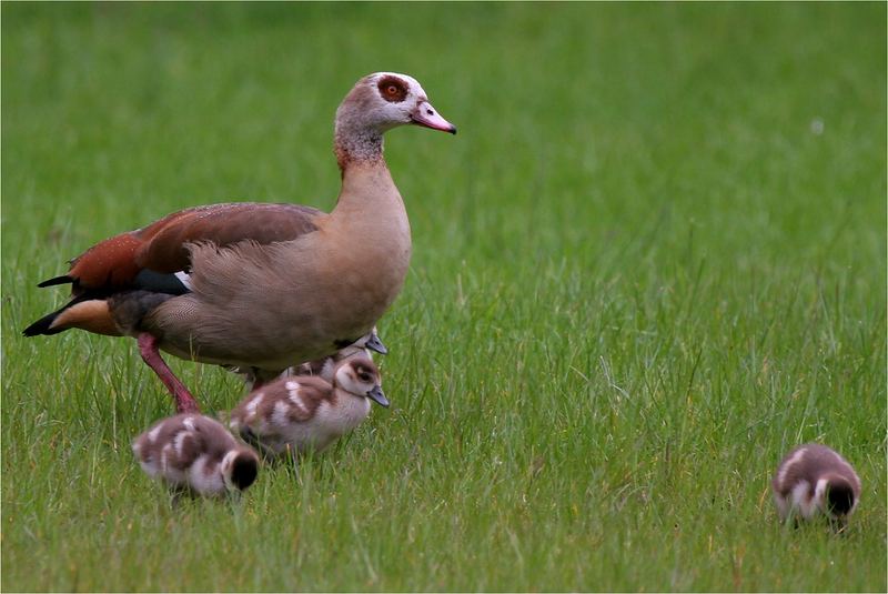 Nilgans mit Nachwuchs