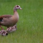 Nilgans mit Nachwuchs