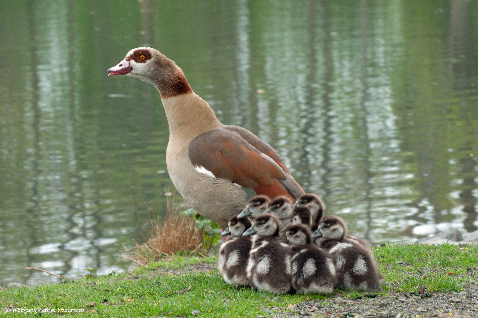 ---Nilgans mit Nachwuchs ---