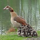 ---Nilgans mit Nachwuchs ---