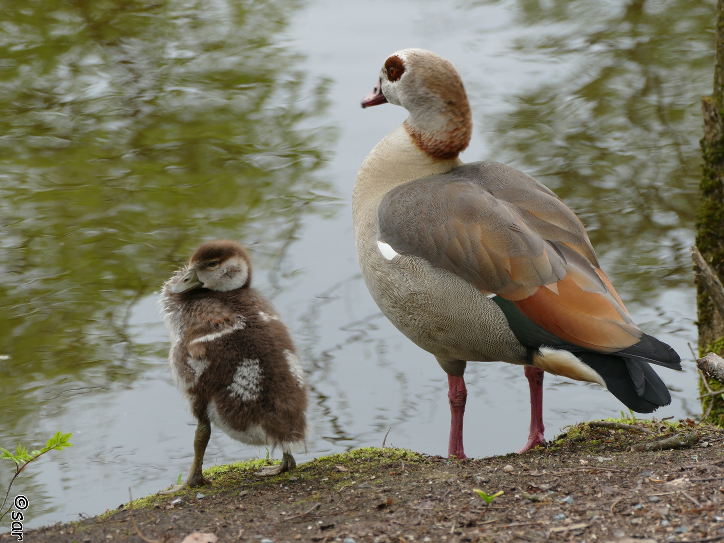 Nilgans mit Nachwuchs