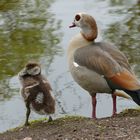 Nilgans mit Nachwuchs