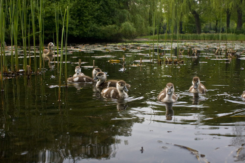 Nilgans mit Nachwuchs