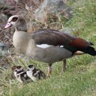 Nilgans mit Nachwuchs