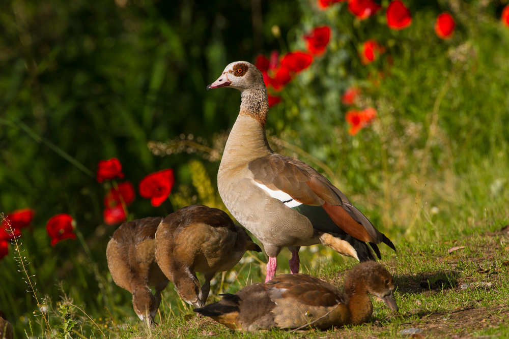 Nilgans mit Nachwuchs