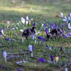 Nilgans mit Nachwuchs