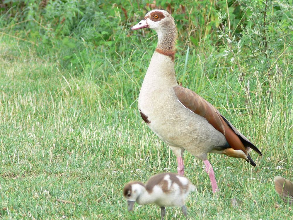 Nilgans mit Nachwuchs