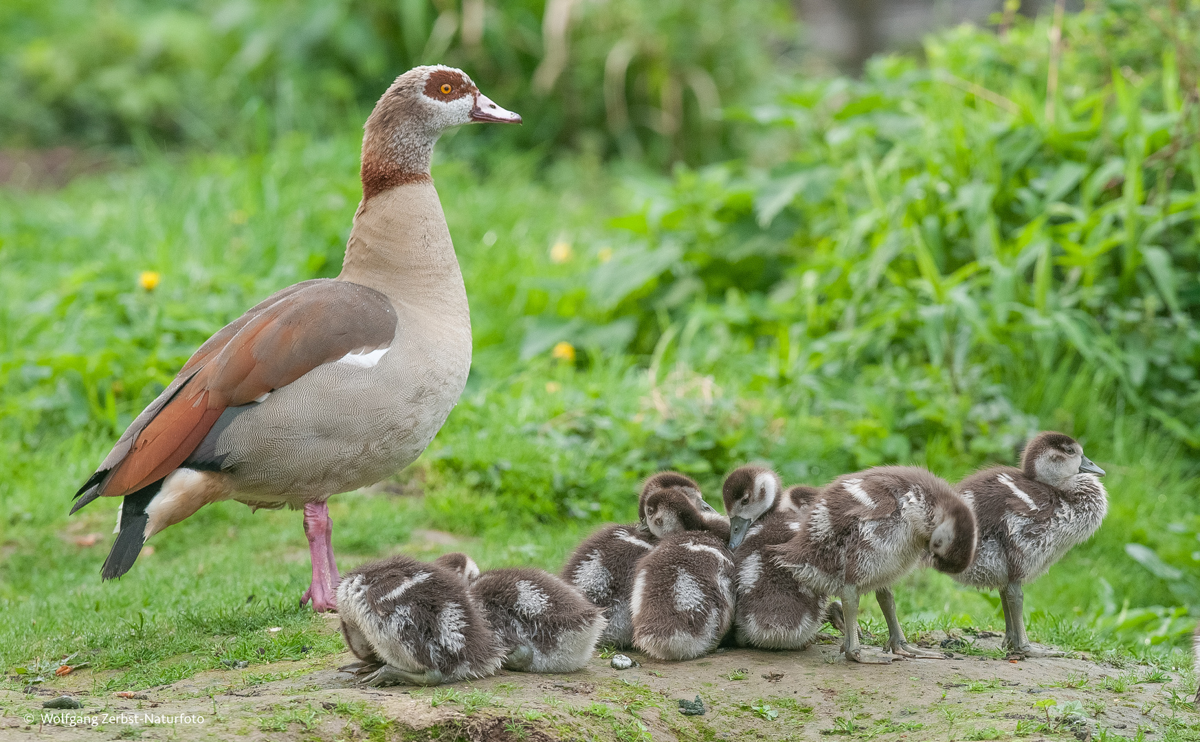 --- Nilgans mit Nachwuchs --- ( Aeopochen aegytiacus )