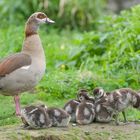 --- Nilgans mit Nachwuchs --- ( Aeopochen aegytiacus )