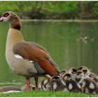 --- Nilgans mit Nachwuchs --- ( Alopochen aegyptiacus )