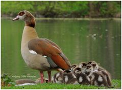 --- Nilgans mit Nachwuchs --- ( Alopochen aegyptiacus )