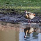 Nilgans mit Nachwuchs