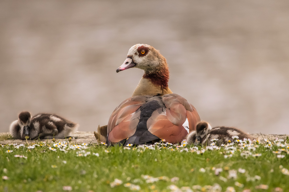 Nilgans mit Nachwuchs