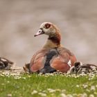 Nilgans mit Nachwuchs