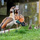 Nilgans mit Nachwuchs on Tour