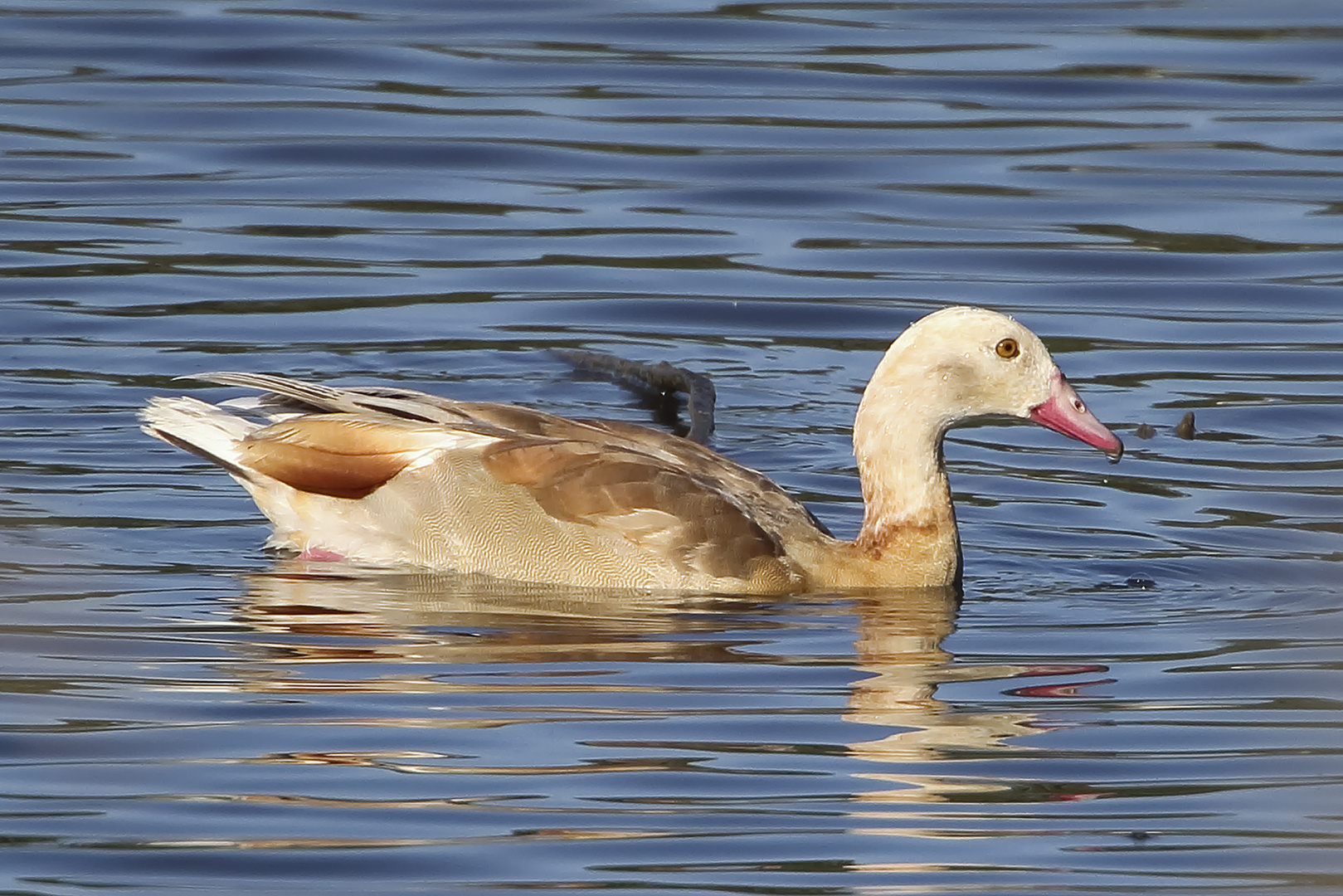 Nilgans mit Rostigen Verwandten...