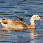 Nilgans mit Rostigen Verwandten...