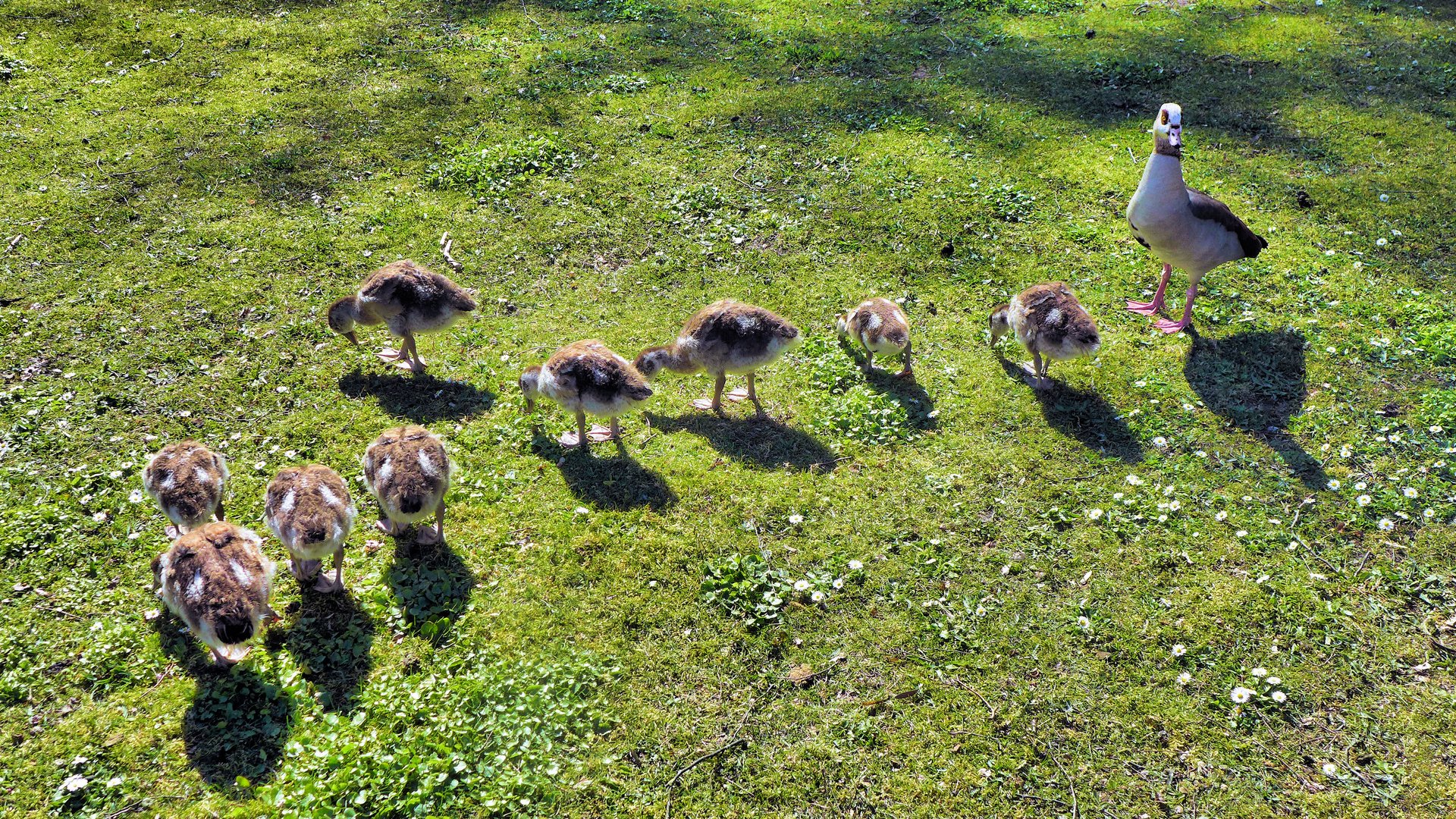 Nilgans mit schon älteren Jungen