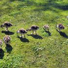 Nilgans mit schon älteren Jungen