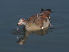 Nilgans mit Spiegelnung im Wasser