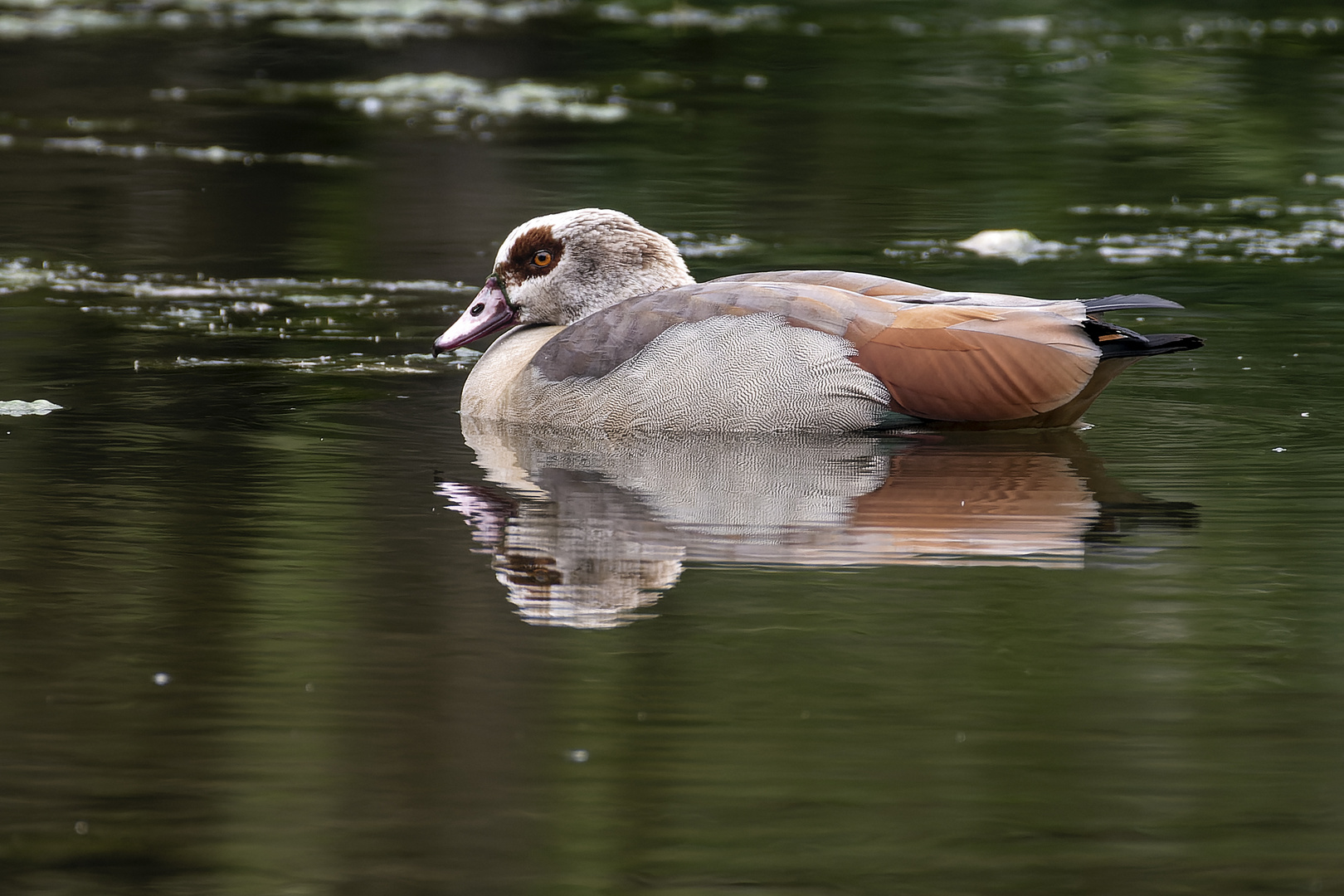  Nilgans mit Spiegelung