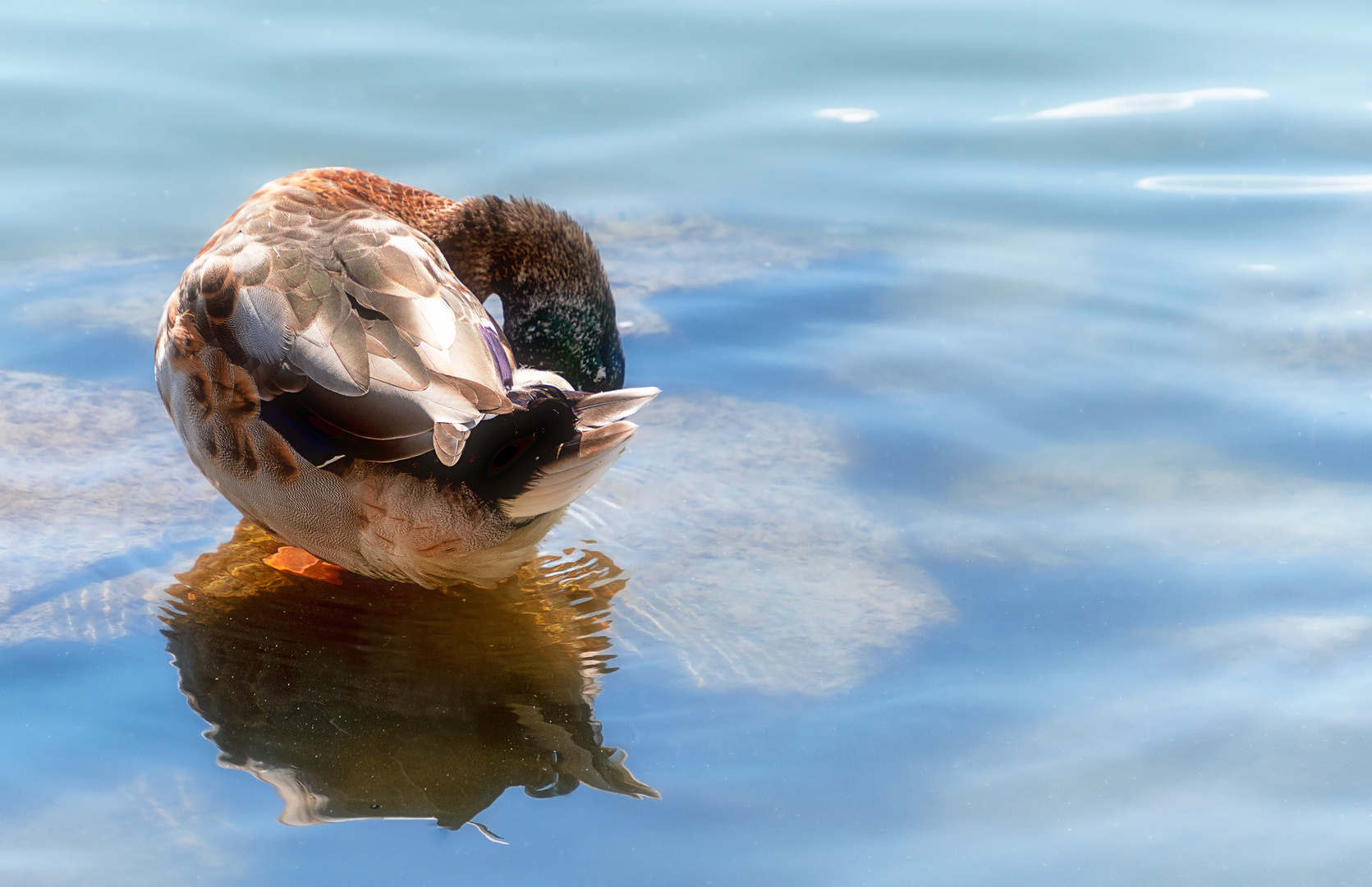 Nilgans mit Spiegelung