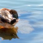 Nilgans mit Spiegelung