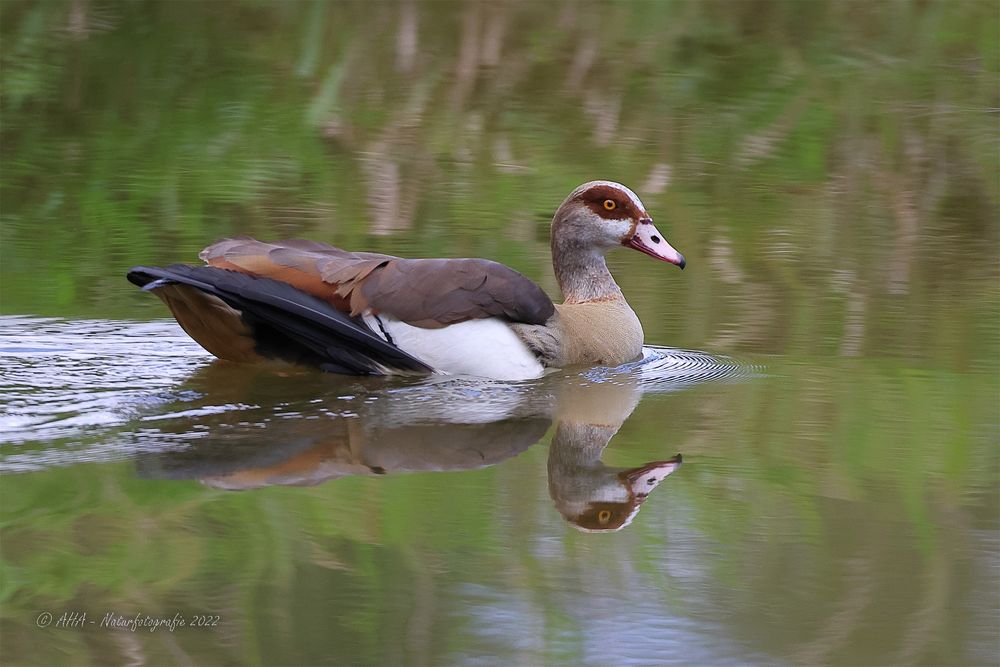 Nilgans mit Spiegelung