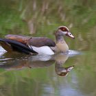 Nilgans mit Spiegelung