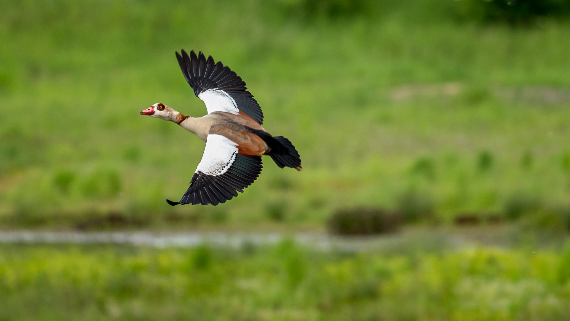 Nilgans nach dem Start