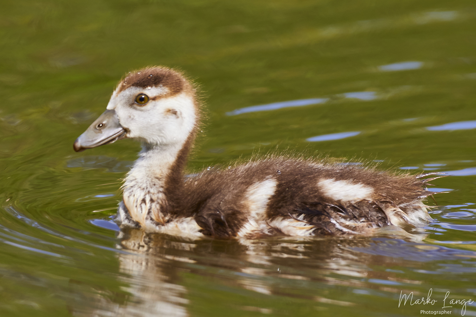 Nilgans Nachwuchs