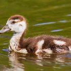 Nilgans Nachwuchs