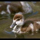 Nilgans-Nachwuchs 1