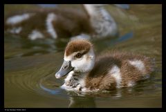 Nilgans-Nachwuchs 1