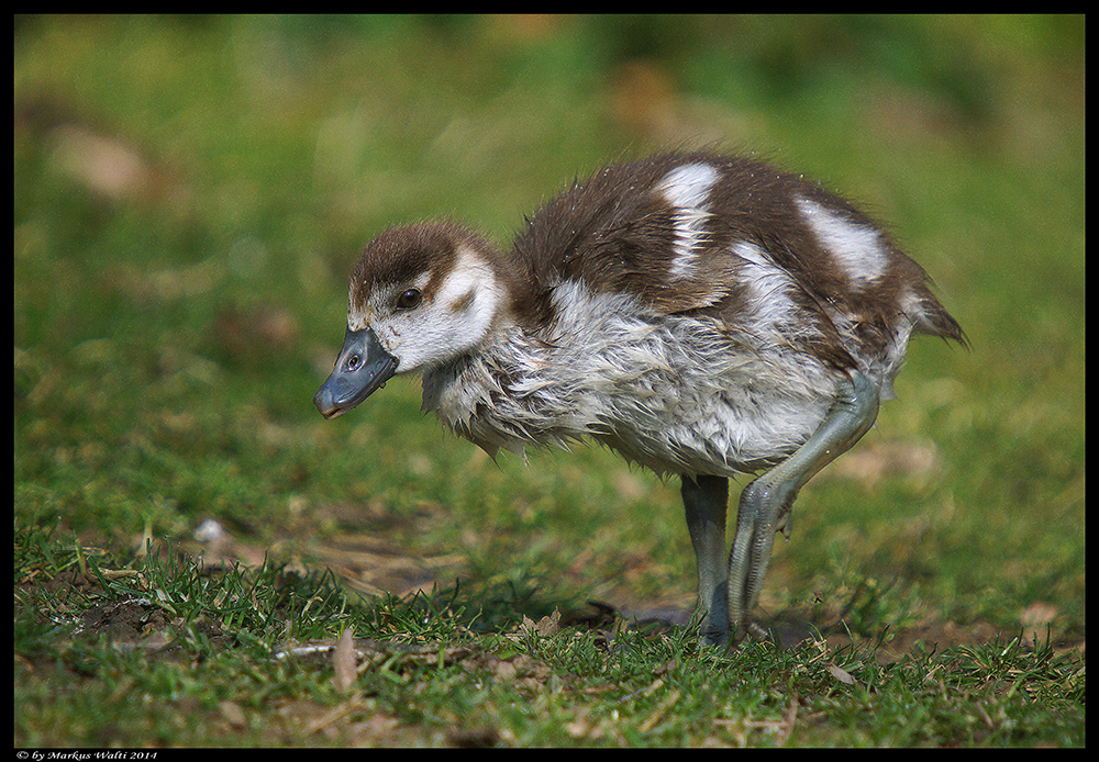 Nilgans-Nachwuchs 2