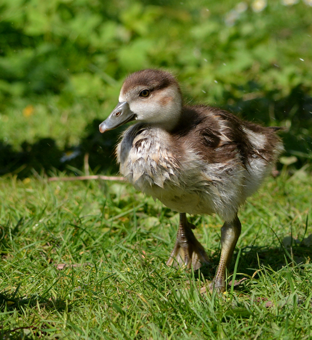 Nilgans Nachwuchs 2