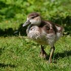 Nilgans Nachwuchs 2